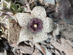 Orbea verrucosa