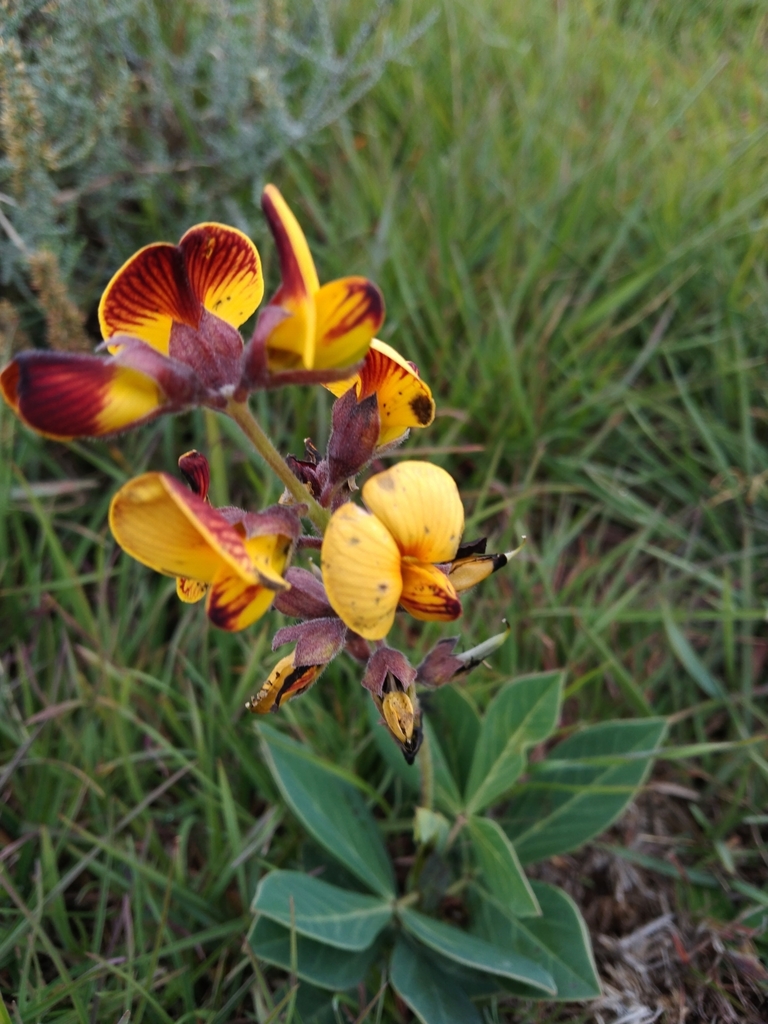 Argyrolobium speciosum