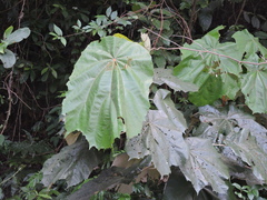 Pterospermum acerifolium