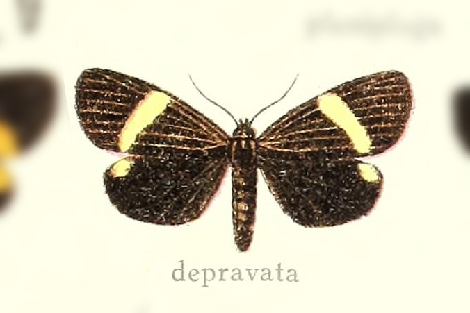 Erbessa depravata
