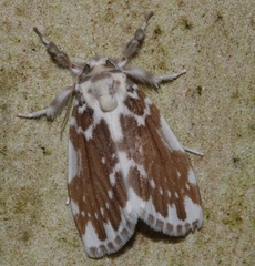 Pseudoadites frigida