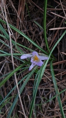 Crocus nevadensis