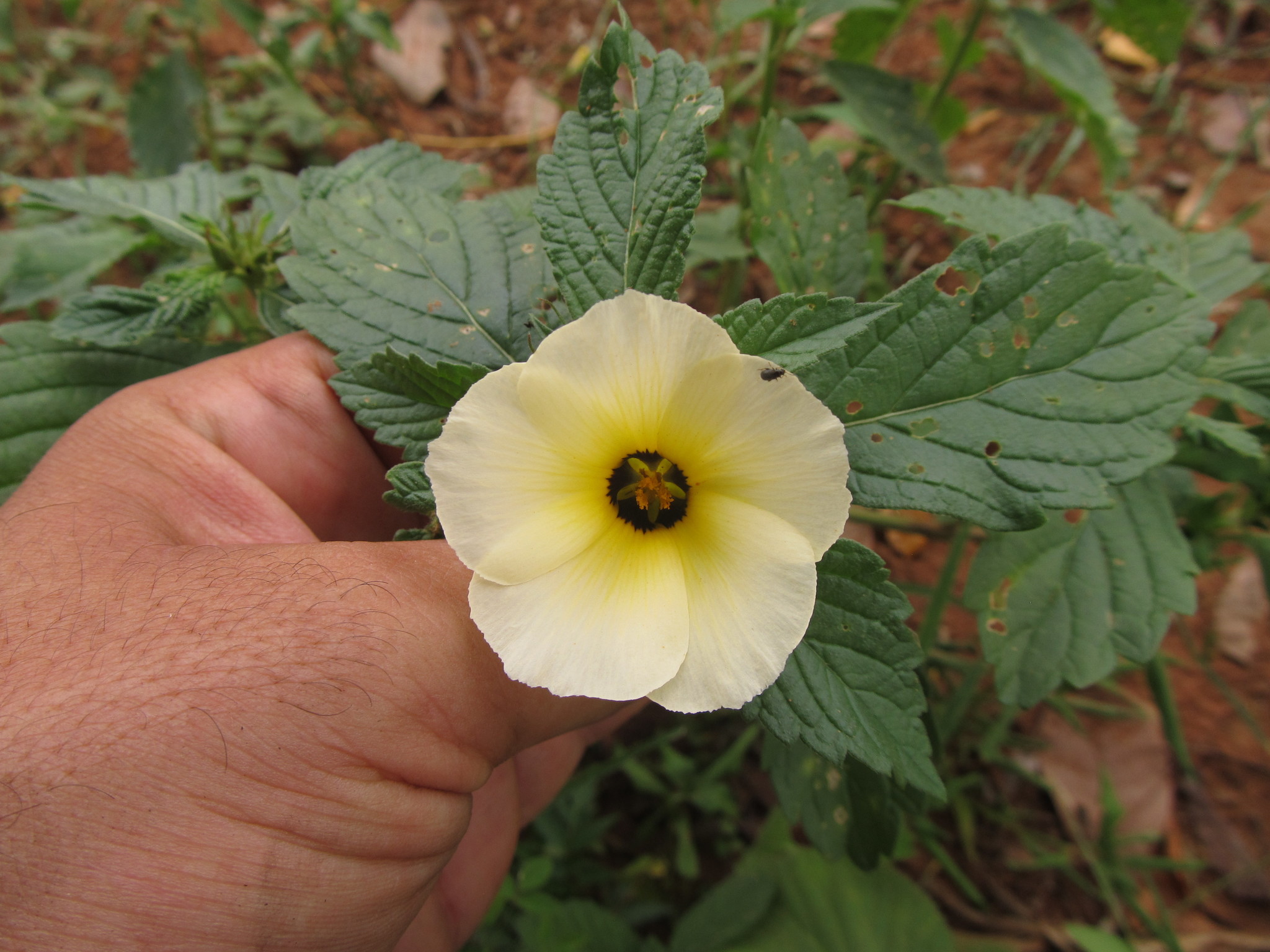 Turnera subulata