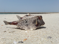 Humpback Turretfish photo 4