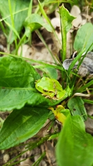 Hyla intermedia perrini