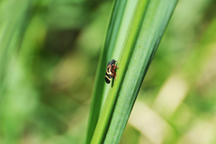 Deois flexuosa