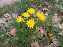 Crepis vesicaria taraxacifolia