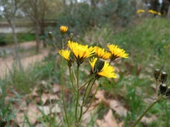 Crepis vesicaria taraxacifolia
