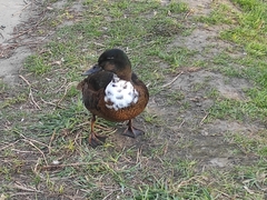 Anas platyrhynchos domesticus