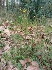 Crepis vesicaria taraxacifolia