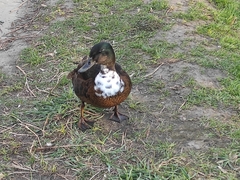 Anas platyrhynchos domesticus