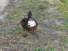 Anas platyrhynchos domesticus