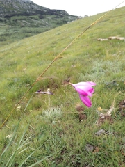 Dierama pulcherrimum