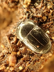 Platysoma compressum