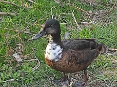 Anas platyrhynchos domesticus