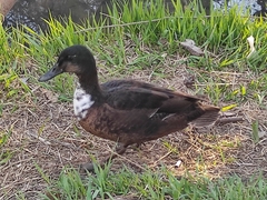 Anas platyrhynchos domesticus