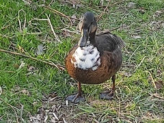 Anas platyrhynchos domesticus