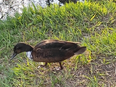 Anas platyrhynchos domesticus