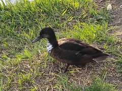 Anas platyrhynchos domesticus