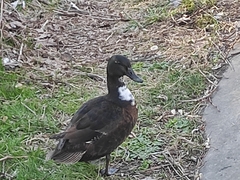 Anas platyrhynchos domesticus