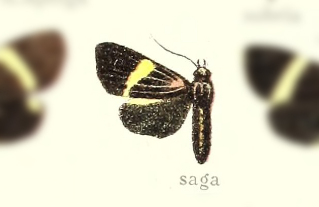 Erbessa saga