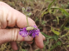 Hycleus burmeisteri