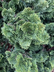 Chamaecyparis obtusa
