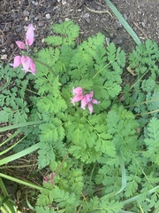 Dicentra eximia