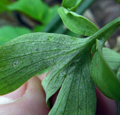 Peronospora corydalis