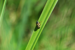 Deois flexuosa