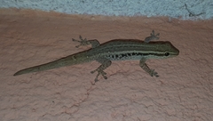 Lygodactylus grotei