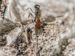 Xorides sepulchralis