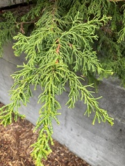 Chamaecyparis obtusa