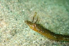 Filicampus tigris