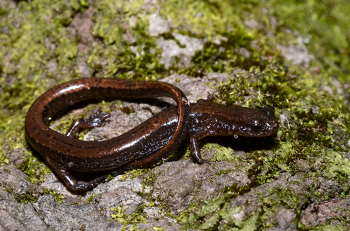 coastal plain dwarf salamander