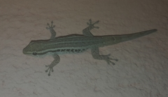 Lygodactylus grotei