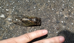 Cryptotympana facialis