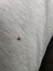 Hyalomma