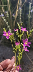 Zeltnera arizonica