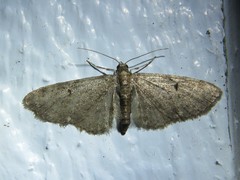 Eupithecia tripunctaria