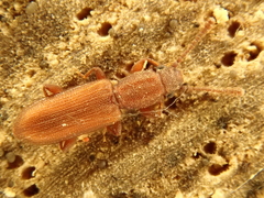 Silvanus bidentatus