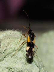 Dryophilocoris flavoquadrimaculatus