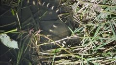 Bungarus multicinctus