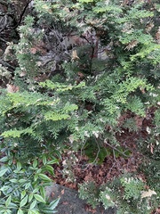 Chamaecyparis obtusa