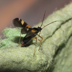Dryophilocoris flavoquadrimaculatus