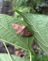 Sarobides inconclusa