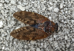 Graptopsaltria bimaculata