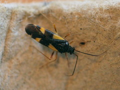 Dryophilocoris flavoquadrimaculatus