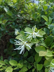 Loropetalum