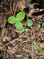 Trillium ovatum
